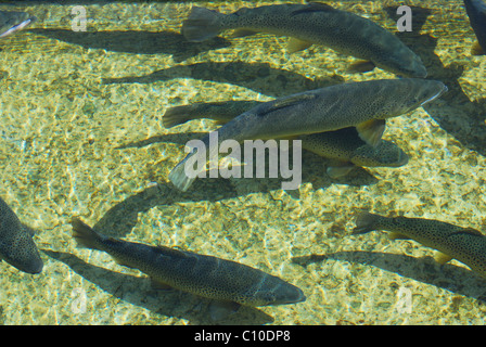 4-jährige Regenbogenforelle schwimmen in Brüterei, der Fisch zu Bächen und Seen der Finger Lakes Region versorgt. Stockfoto