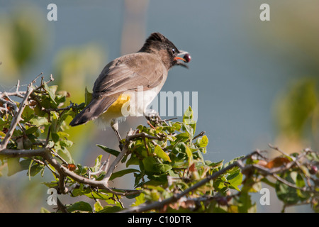 Gelb-entlüftet Bulbul, gemeinsame Bulbul, Black-Eyed Bulbul (Pycnonotus Barbatus) sammeln von Obst Stockfoto