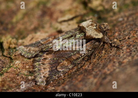 Grün-gestromt Crescent (Allophyes Oxyacanthae) Stockfoto