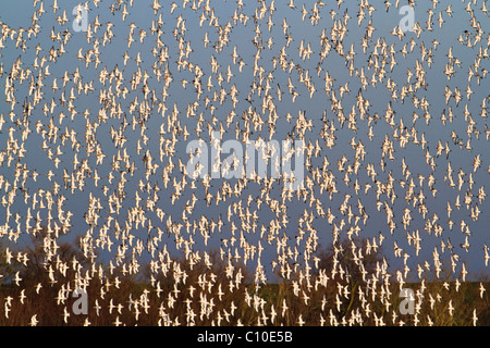 Herde von Uferschnepfen (Limosa Limosa) im Flug, Welney, Norfolk, England, UK Stockfoto