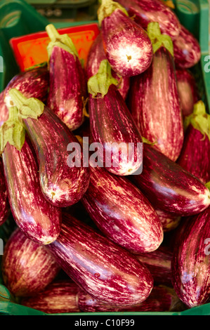 Frische Auberginen oder Auberginen für den Verkauf in einem Markt Stockfoto