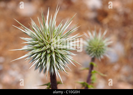 Wilde Distel Saatgut Kopf, Syros Griechenland Stockfoto