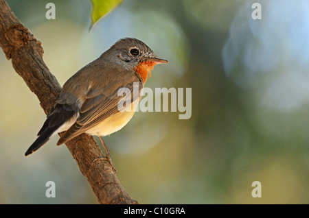 Männliche Red-breasted Fliegenschnäpper (Ficedula Parva) thront auf einem Ast eines Baumes Stockfoto