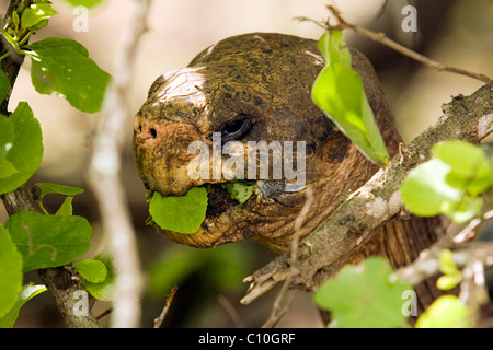 Riesenschildkröte Essen - Charles Darwin Forschungsstation - Santa Cruz Insel - Galapagos-Inseln, Ecuador Stockfoto
