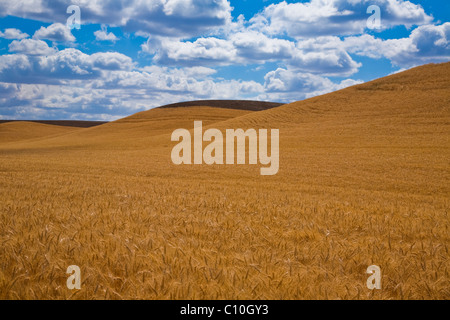 Reif für die Ernte mit den Hügeln Getreidefeld frisch gepflügt Stockfoto