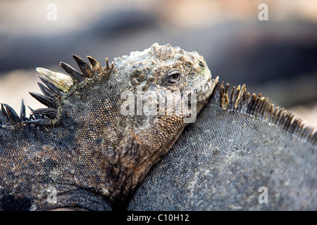 Nahaufnahme der Marine Iguana in der Nähe von Tortuga Bay - Santa Cruz Island, Galapagos-Inseln, Ecuador Stockfoto