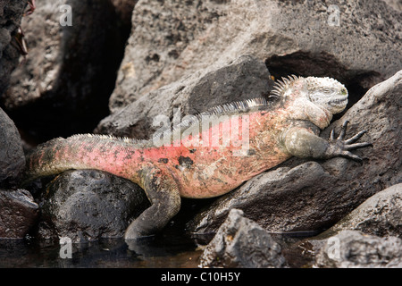 Galapagos Marine Iguana - Santa Maria (Floreana o Charles) Insel - Galapagos-Inseln, Ecuador Stockfoto