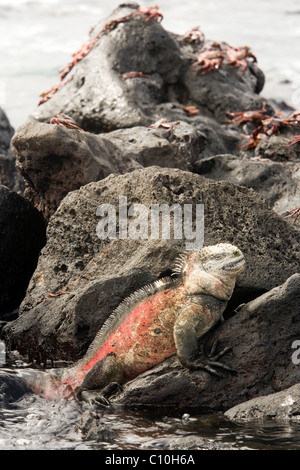 Galapagos Marine Iguana - Santa Maria (Floreana o Charles) Insel - Galapagos-Inseln, Ecuador Stockfoto