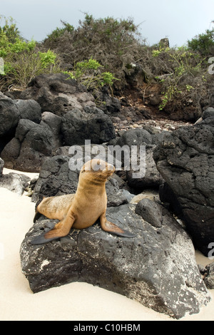 Junge Dichtung Löwe auf Lava Rock - Sante Fe Island (Barrington Island) - Galapagos-Inseln, Ecuador Stockfoto