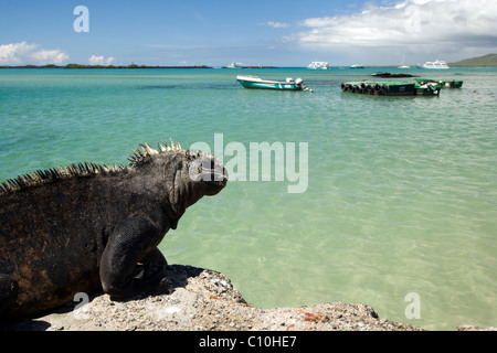 Marine Iguana in der Nähe von Puerto Villamil - Insel Isabela - Galapagos-Inseln, Ecuador Stockfoto