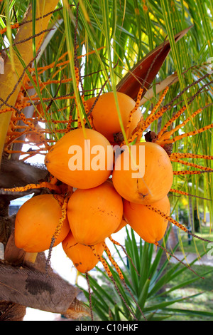 Kokosnüsse in Palme Reife gelbe Farbe orange Früchte Stockfoto