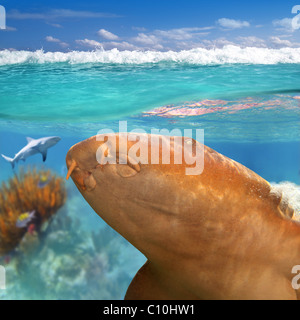 Nurse Shark Gata Nodriza Ginglymostoma Cirratum im karibischen reef Stockfoto