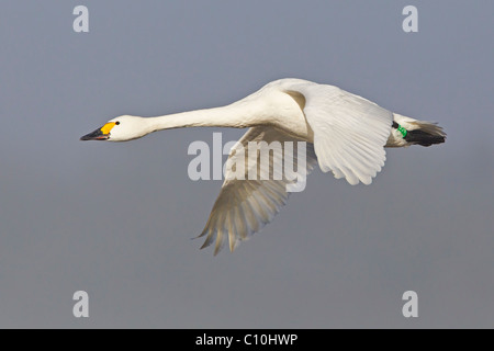 BEWICK ´S SCHWAN IM FLUG Stockfoto