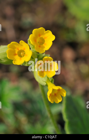 Gelbe Corydalis (Corydalis Lutea) Stockfoto