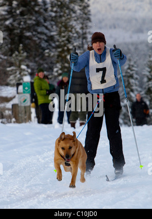 Junge Frau Skijöring, Skifahrer, gezogen von einem Hund, Schlittenhunde, Labrador, Lab-Mix, Hundeschlitten-Rennen in der Nähe von Whitehorse, Yukon Stockfoto