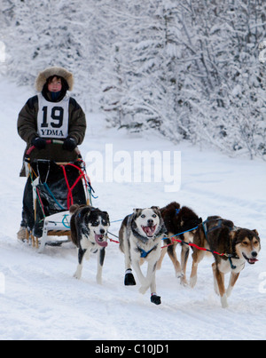 Laufen, Hunde Schlitten mushing, Alaskan Huskies, Hundeschlitten, Kind, junge, Musher, Hundeschlitten-Rennen in der Nähe von Whitehorse, Yukon Territory Stockfoto