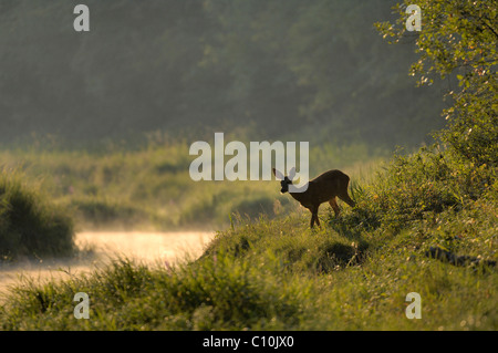 Reh (Capreolus Capreolus), Doe im ersten Sonnenlicht, Schönau an der Donau, Niederösterreich Österreich, Europa Stockfoto