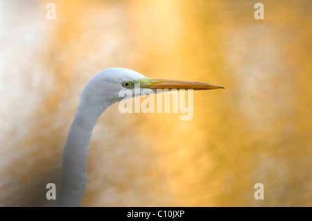 Silberreiher (Egretta Alba), portrait Stockfoto