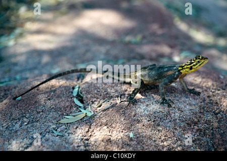 Namibische Rock Agama (Agama Planiceps), Twyfelfontein, Damaraland, Namibia, Afrika Stockfoto