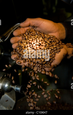 Überprüfung der Qualität der sehr Kaffeebohnen Coffea Arabica an einen Röster in Cape Town, South Africa Stockfoto