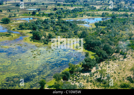 Luftaufnahme, Okavango Delta, Botswana, Afrika Stockfoto