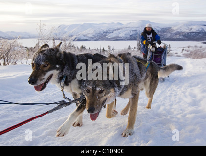 Schlittenhunde Alaskan Huskies, Hundeschlitten, Musher, Hundeschlitten-Rennen in der Nähe von Fish Lake hinter, Whitehorse, Yukon Territorium, Kanada Stockfoto