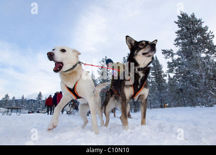 Schlittenhunde an der Startlinie verlassen Blei Hunde, Führer, Alaskan Huskies, Carbon Hill Hundeschlitten Rennen, Mt. Lorne, in der Nähe von Whitehorse Stockfoto