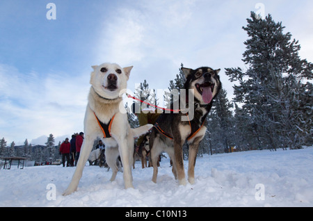 Schlittenhunde an der Startlinie verlassen Blei Hunde, Führer, Alaskan Huskies, Carbon Hill Hundeschlitten Rennen, Mt. Lorne, in der Nähe von Whitehorse Stockfoto