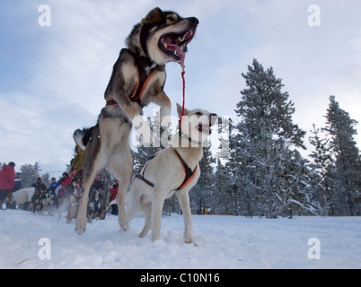 Verlassen Schlittenhunde springen an der Startlinie, Hunde Blei, Führer, Alaskan Huskies, Schlittenhunderennen Carbon Hill, Mount Lorne Stockfoto