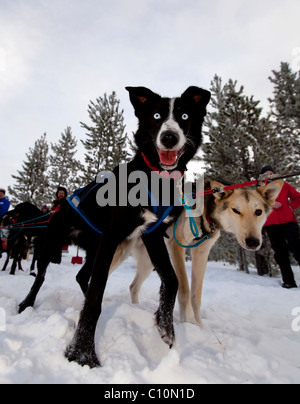 Schlittenhunde an der Startlinie verlassen Blei Hunde, Führer, Alaskan Huskies, Carbon Hill Hundeschlitten Rennen, Mt. Lorne, in der Nähe von Whitehorse Stockfoto