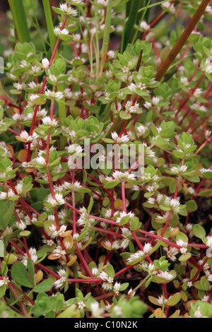 Korallen-Kette (Illecebrum Verticillatum: Caryophyllaceae), UK. Stockfoto