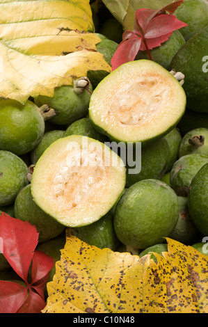 Guave oder Guavasteen oder Feijoa Ananas Früchte (Feijoa Sellowiana) Stockfoto