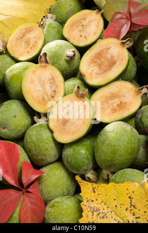 Guave oder Guavasteen oder Feijoa Ananas Früchte (Feijoa Sellowiana) Stockfoto