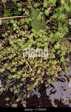 Korallen-Kette (Illecebrum Verticillatum: Caryophyllaceae), UK. Stockfoto