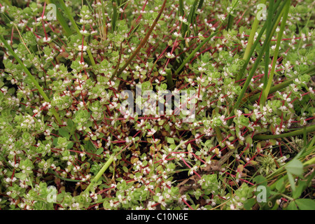 Korallen-Kette (Illecebrum Verticillatum: Caryophyllaceae), UK. Stockfoto