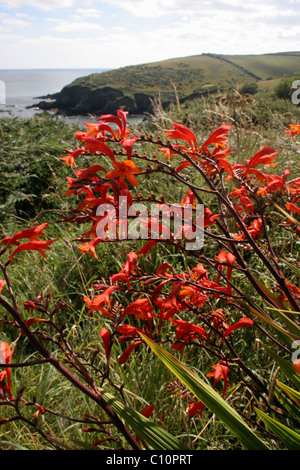 Montbretia (Crocosmia X crocosmiflora: Iridaceae) eingebürgert an der kornischen Küste, UK. Stockfoto