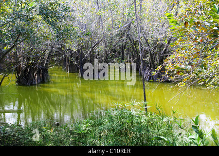 Aguada Cenote in Mexiko Riviera Maya Regenwald Dschungel Stockfoto