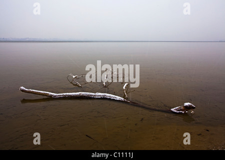 Winterstimmung Nebel am Bodensee in Moos, Baden-Württemberg, Deutschland, Europa Stockfoto