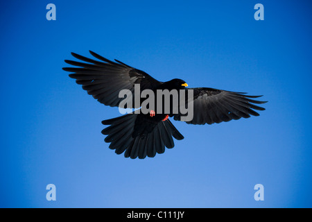 Alpine Alpenkrähe (Pyrrhocorax Graculus) im Flug Stockfoto