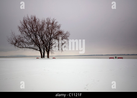 Seeufer auf der Schweizer Seite des Bodensees in der Nähe von Arbon im Winter, Schweiz, Europa Stockfoto