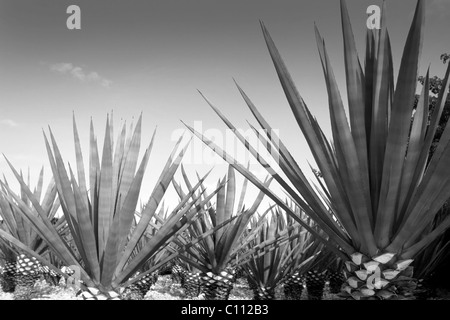 Agave Tequilana Pflanze, mexikanische Tequila Schnaps destillieren Stockfoto