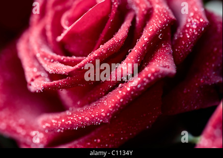 Nahaufnahme einer roten Rose Blüte (Rosa) Stockfoto