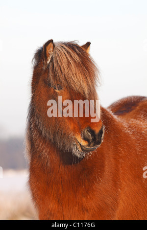 Islandpferd, isländischen Pony (Equus Przewalskii F. Caballus) Porträt im Winter, Frost im Pelz Stockfoto
