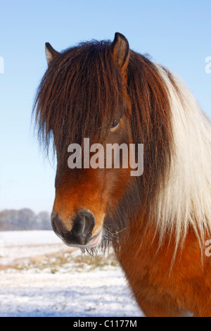 Männliche Islandpferd, isländischen Pony (Equus Przewalskii F. Caballus) Porträt im winter Stockfoto