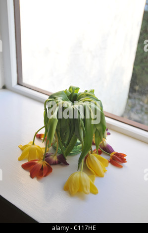 Tulpen in Vase welke Stockfoto