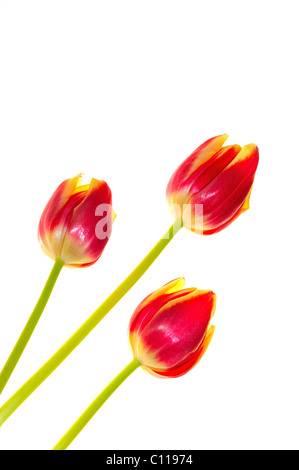 Nahaufnahme von roten und gelben Tulpen auf weißem Hintergrund Stockfoto