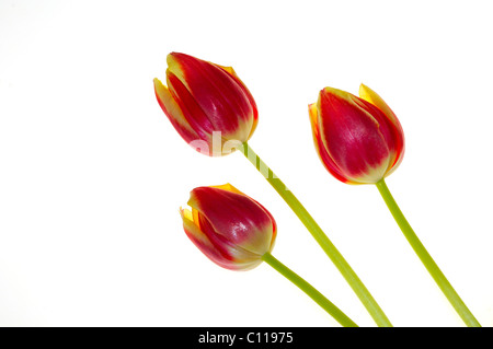 Nahaufnahme von roten und gelben Tulpen auf weißem Hintergrund Stockfoto