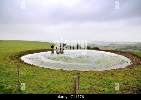 Tau-Teich und Rinder auf Ditchling Beacon, Sussex Stockfoto