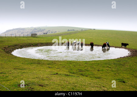 Tau-Teich und Rinder auf Ditchling Beacon, Sussex Stockfoto