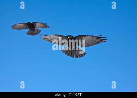 Alpine Nebelkrähen (Pyrrhocorax Graculus) auf Mt. Chaeserrugg, Unterwasser, Toggenburg, Kanton St. Gallen, Schweiz, Europa Stockfoto